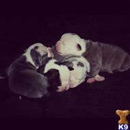 old english bulldog puppy posted by The Northstar kennel